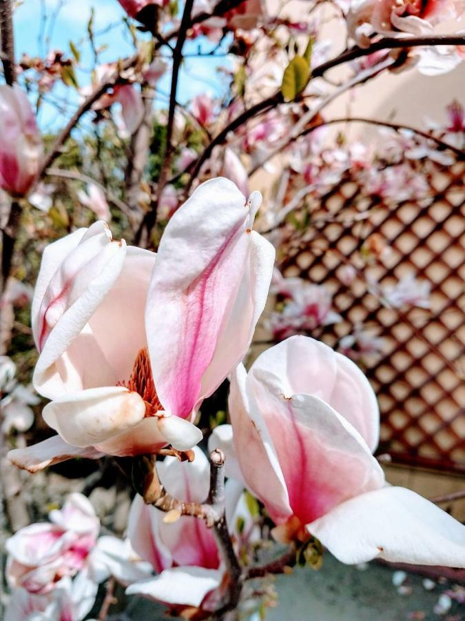 Pensiunea Magnolia 시비우 외부 사진