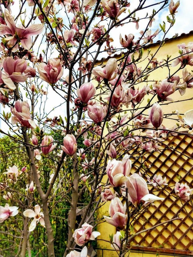 Pensiunea Magnolia 시비우 외부 사진